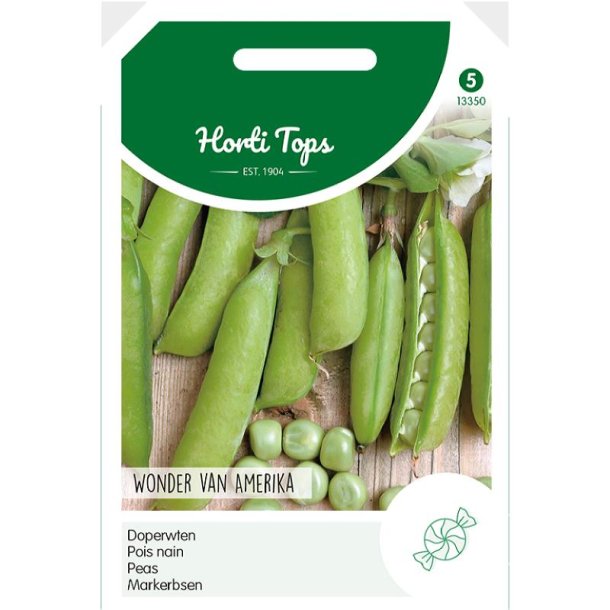 Pisum sativum American Wonder