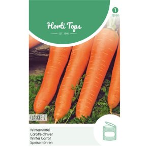 Daucus carota Flakkee 2