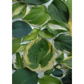 Hosta nyheder