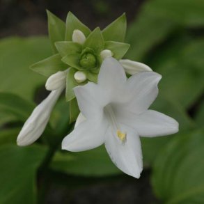Hosta med duftende blomster