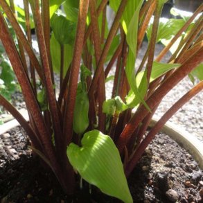 Hosta med rde sokker