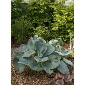 Hosta Abiqua Drinking Gourd