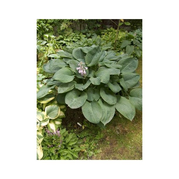 Hosta Blue Umbrellas