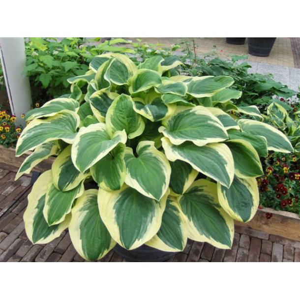 Hosta Diana Remembered