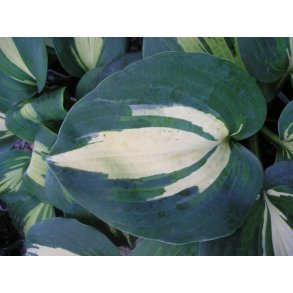 Hosta Dream Weaver