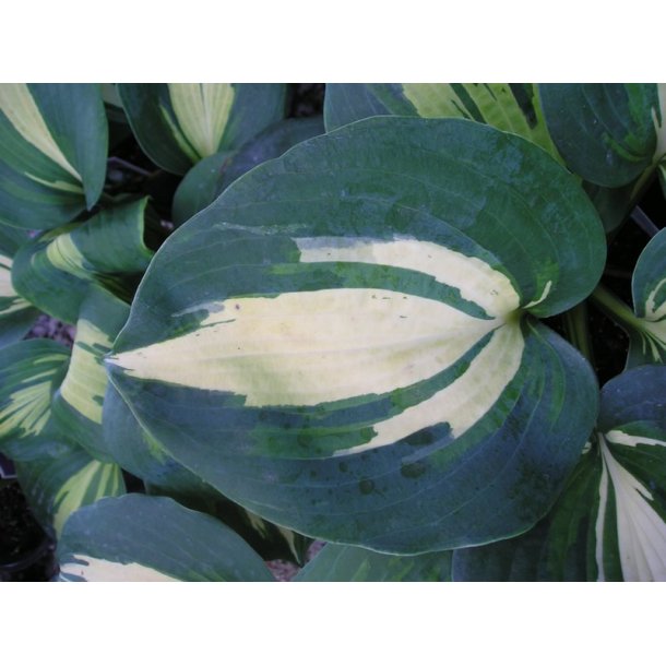 Hosta Dream Weaver