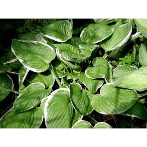 Hosta Francee