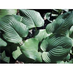 Hosta Fried Green Tomatos