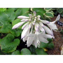 Hosta Fried Green Tomatos