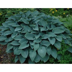 Hosta Halcyon