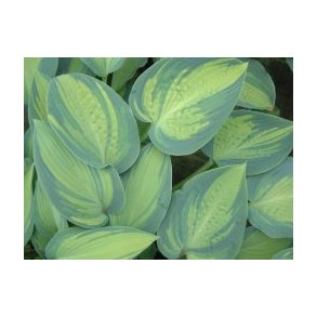 Hosta June