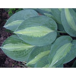 Hosta Kiwi Full Monty