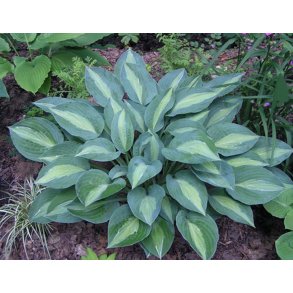 Hosta Kiwi Full Monty