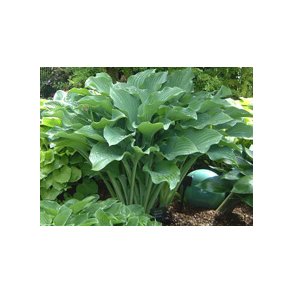 Hosta Krossa Regal