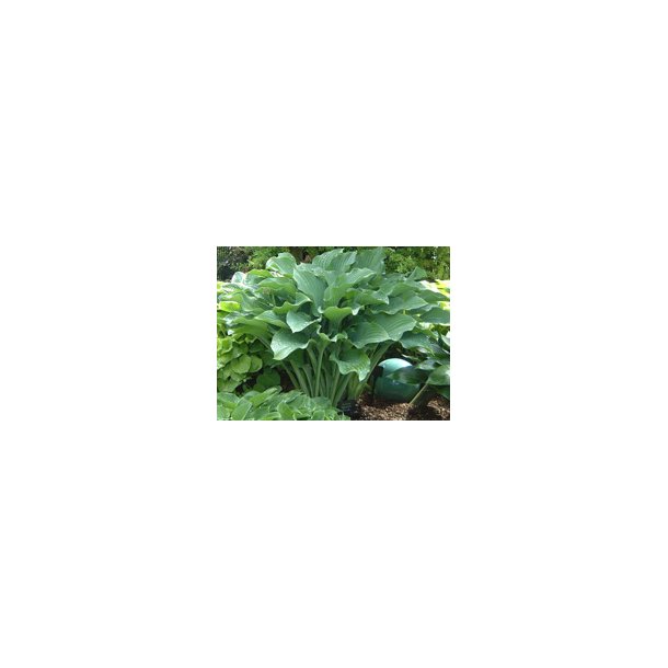 Hosta Krossa Regal