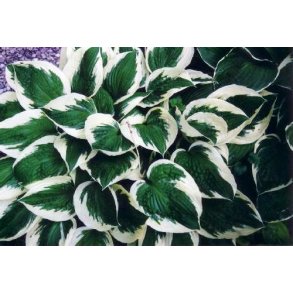 Hosta Patriot