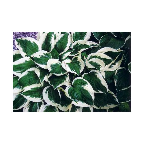 Hosta Patriot