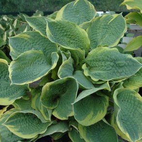 Hosta Pizzazz