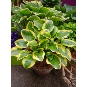 Hosta Queen Josephine