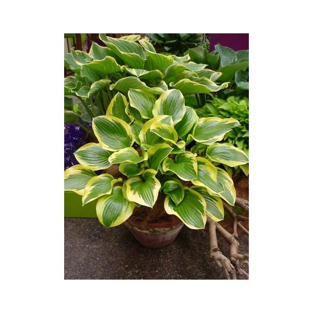 Hosta Queen Josephine