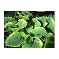 Hosta Sagae