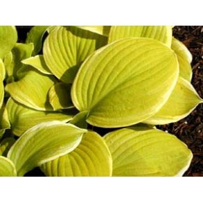 Hosta Saint Elmo�s Fire