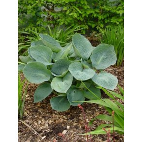 Hosta sieboldiana Big Daddy