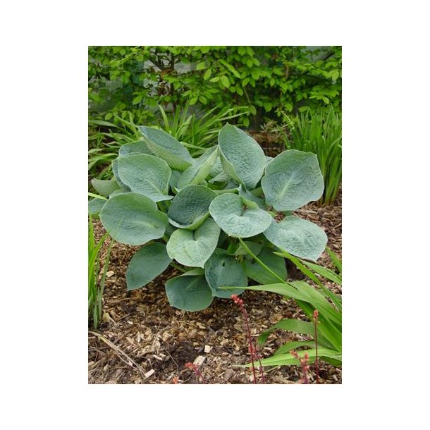 Hosta sieboldiana Big Daddy