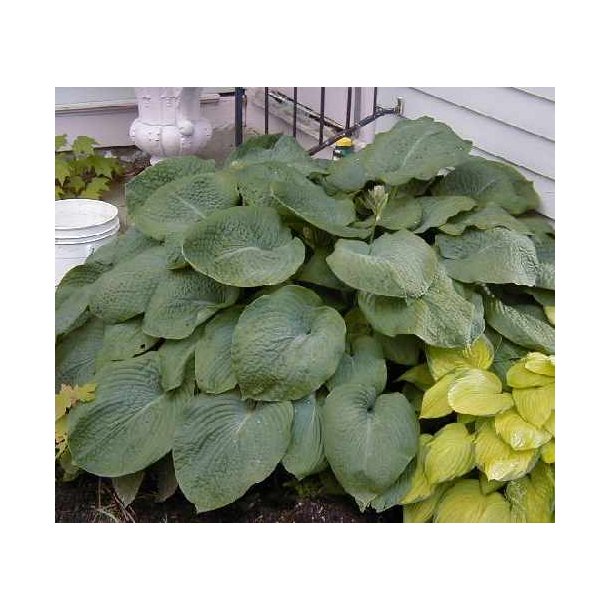 Hosta sieboldiana Elegans