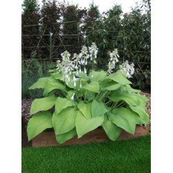 Hosta T-Rex
