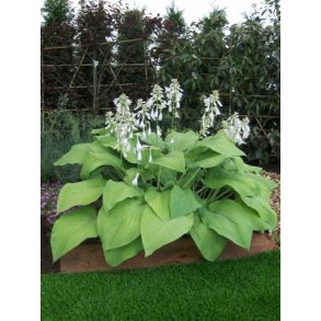 Hosta T-Rex