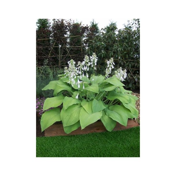 Hosta T-Rex
