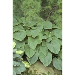 Hosta T-Rex