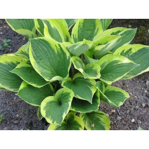 Hosta Twilight