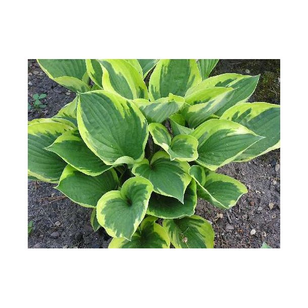 Hosta Twilight