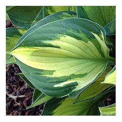 Hosta Whirl Wind