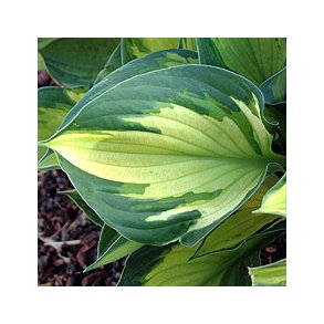 Hosta Whirl Wind
