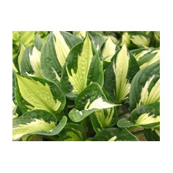 Hosta Whirl Wind