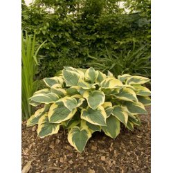 Hosta Wide Brim