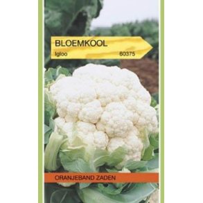 Brassica oleracea botrytis Igloo
