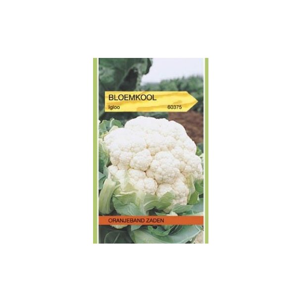 Brassica oleracea botrytis Igloo