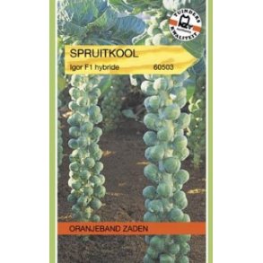 Brassica oleracea Gemnifera Igor F1