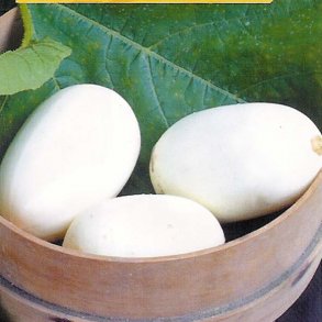 Cucurbita pepo Nest Egg