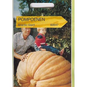 Cucurbita Maxima Atlantic Giant