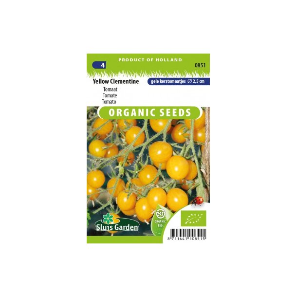 Solanum lycopersicum Yellow Clementine - kologiske
