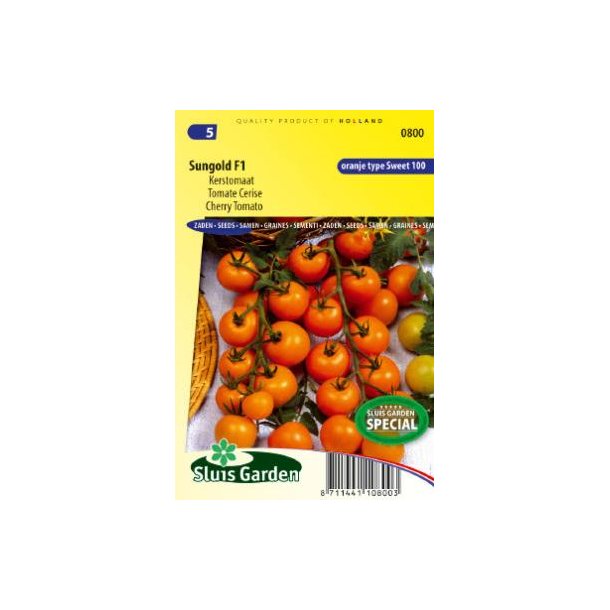 Solanum lycopersicum Sungold