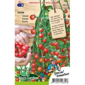 Solanum lycopersicum Cerise