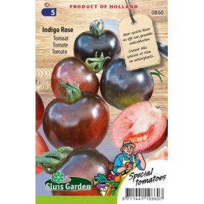 Solanum lycopersicum Indigo Rose