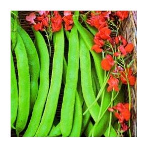 Phaseolus coccineus Lady Di