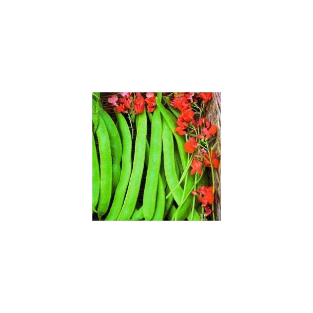Phaseolus coccineus Lady Di